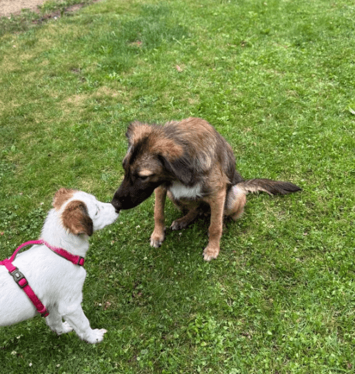 2025 07 16 15 57 57 best buddy nash ❤️ sucht seine zweibeiner in berlin köpenick mischlinge und