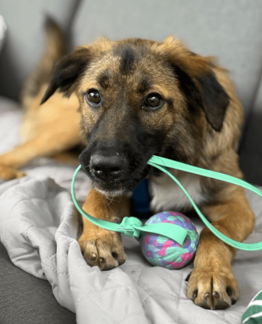 2025 07 16 15 58 01 best buddy nash ❤️ sucht seine zweibeiner in berlin köpenick mischlinge und