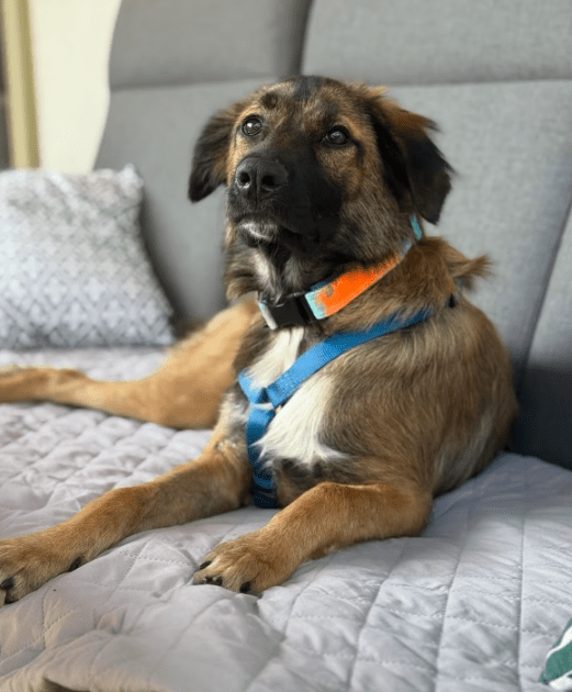 2025 07 16 15 58 05 best buddy nash ❤️ sucht seine zweibeiner in berlin köpenick mischlinge und