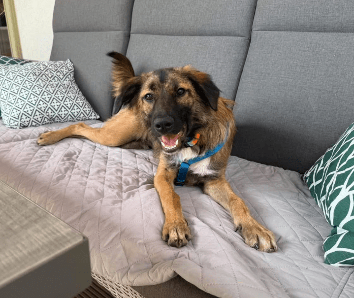 2025 07 16 15 58 40 best buddy nash ❤️ sucht seine zweibeiner in berlin köpenick mischlinge und