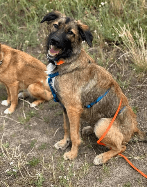 2025 07 16 15 59 43 best buddy nash ❤️ sucht seine zweibeiner in berlin köpenick mischlinge und