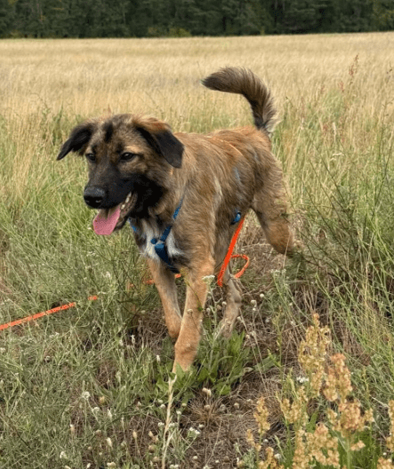 2025 07 16 15 59 47 best buddy nash ❤️ sucht seine zweibeiner in berlin köpenick mischlinge und