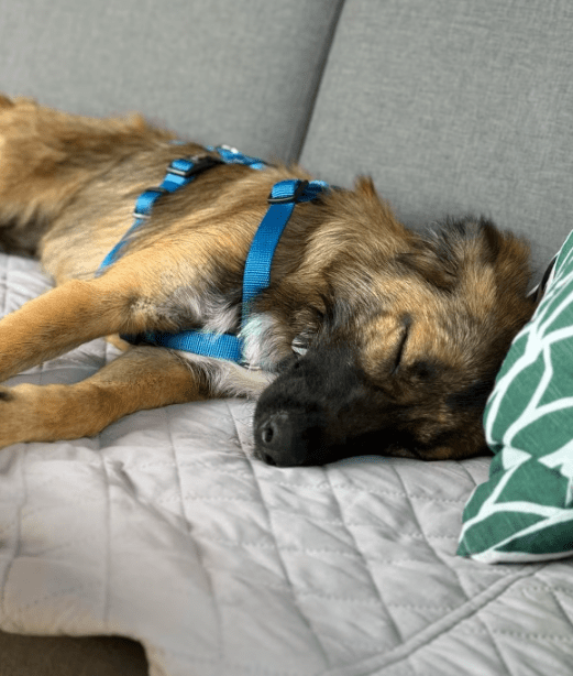 2025 07 16 15 59 51 best buddy nash ❤️ sucht seine zweibeiner in berlin köpenick mischlinge und