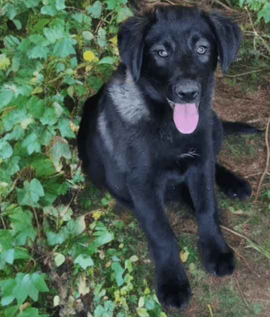 2025 07 16 16 01 26 lio ❤️ der herzbube auf 4 pfoten in niedersachsen buchholz (aller) mischling