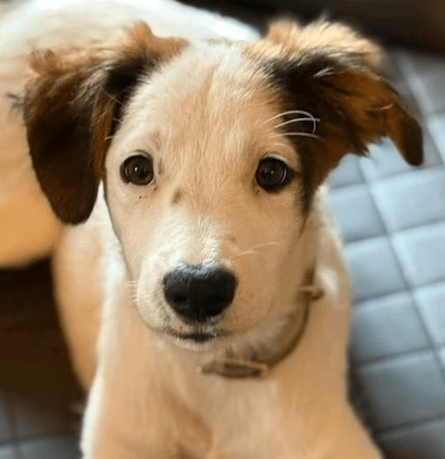 2025 07 16 16 03 38 jinx ❤️ kleine abenteurerin sucht ihr großes glück in berlin köpenick mischl