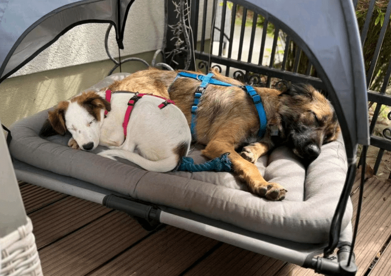 2025 07 16 16 03 42 jinx ❤️ kleine abenteurerin sucht ihr großes glück in berlin köpenick mischl