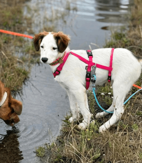 2025 07 16 16 05 36 jinx ❤️ kleine abenteurerin sucht ihr großes glück in berlin köpenick mischl