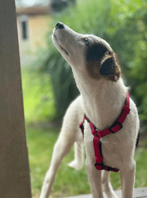 2025 07 16 16 05 40 jinx ❤️ kleine abenteurerin sucht ihr großes glück in berlin köpenick mischl