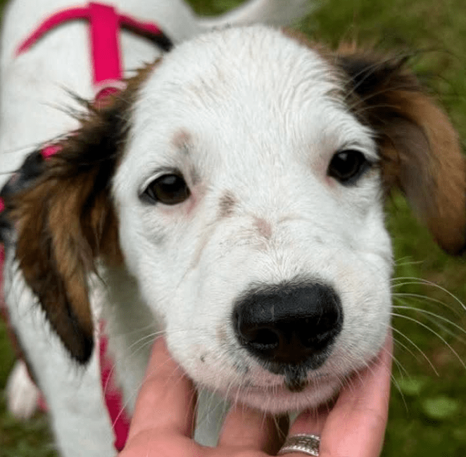2025 07 16 16 05 50 jinx ❤️ kleine abenteurerin sucht ihr großes glück in berlin köpenick mischl