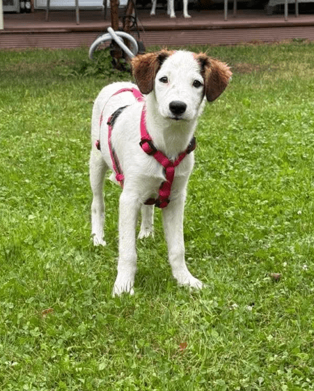 2025 07 16 16 06 00 jinx ❤️ kleine abenteurerin sucht ihr großes glück in berlin köpenick mischl