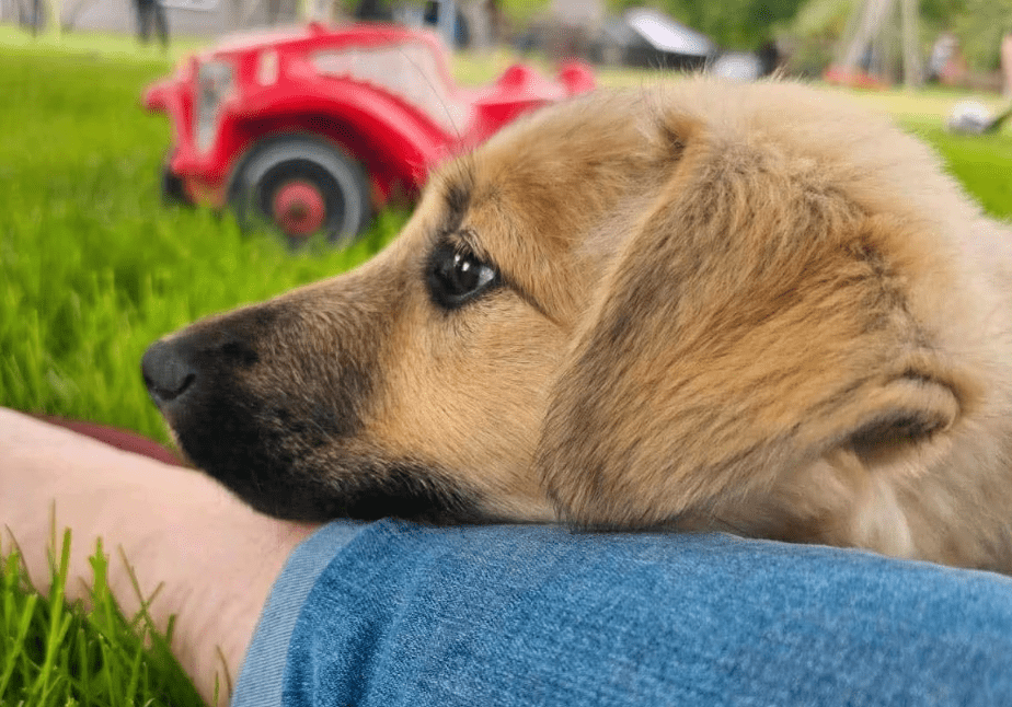 2025 07 16 16 15 22 levi ❤️ kleiner kerl, große pläne in sachsen anhalt lutherstadt wittenberg m