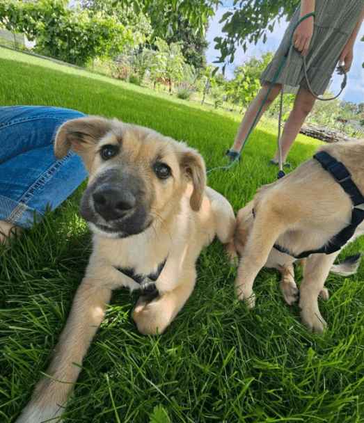 2025 07 16 16 15 27 levi ❤️ kleiner kerl, große pläne in sachsen anhalt lutherstadt wittenberg m