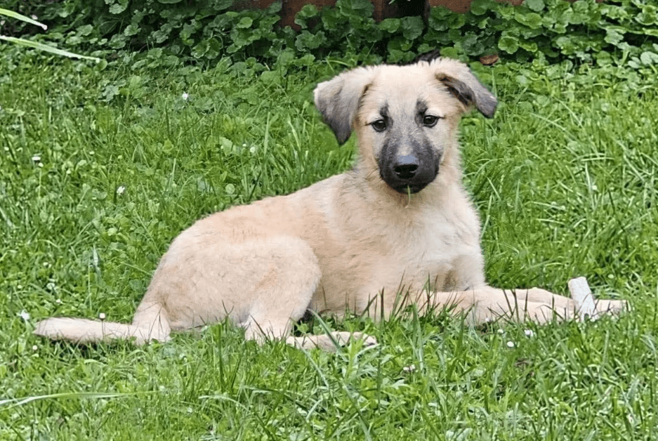 2025 07 16 16 15 45 levi ❤️ kleiner kerl, große pläne in sachsen anhalt lutherstadt wittenberg m