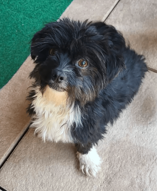 2025 08 15 09 05 34 cesar ❤️ kleiner wuschel große wirkung in niedersachsen wedemark mischling
