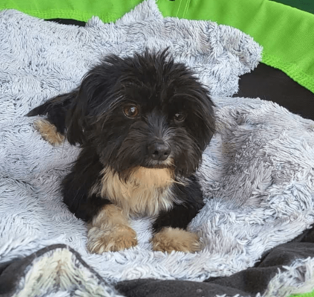 2025 08 15 09 05 38 cesar ❤️ kleiner wuschel große wirkung in niedersachsen wedemark mischling