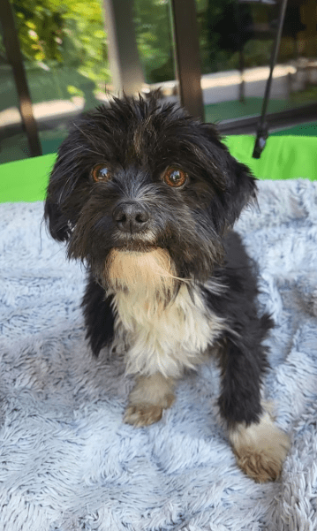 2025 08 15 09 05 47 cesar ❤️ kleiner wuschel große wirkung in niedersachsen wedemark mischling