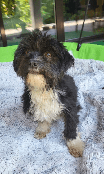 2025 08 15 09 05 51 cesar ❤️ kleiner wuschel große wirkung in niedersachsen wedemark mischling