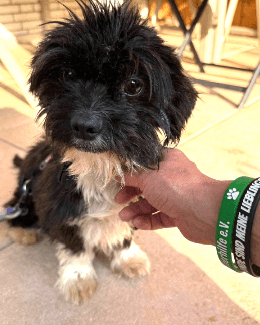 2025 08 15 09 06 03 cesar ❤️ kleiner wuschel große wirkung in niedersachsen wedemark mischling