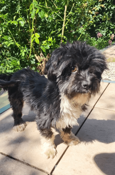 2025 08 15 09 06 08 cesar ❤️ kleiner wuschel große wirkung in niedersachsen wedemark mischling