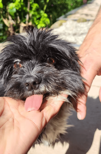 2025 08 15 09 06 12 cesar ❤️ kleiner wuschel große wirkung in niedersachsen wedemark mischling