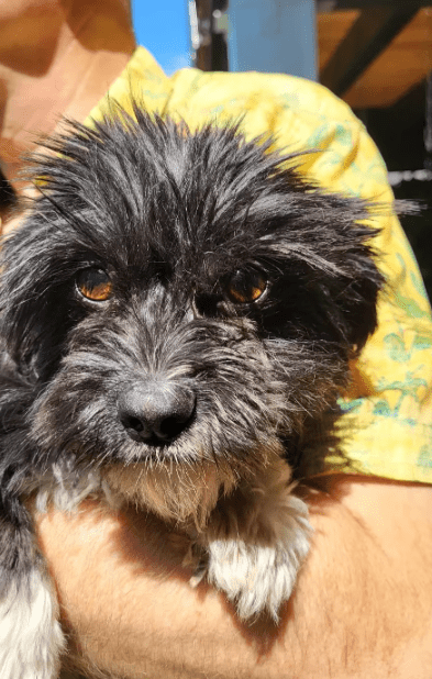 2025 08 15 09 06 16 cesar ❤️ kleiner wuschel große wirkung in niedersachsen wedemark mischling