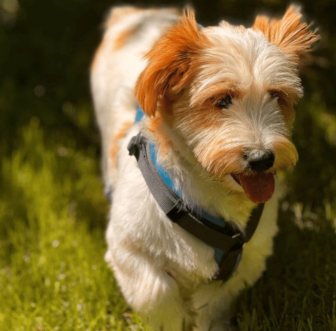 2025 08 15 09 11 34 zauberhafter quirin ♥️ auf der suche nach dem glück in bayern maxhütte haidhof