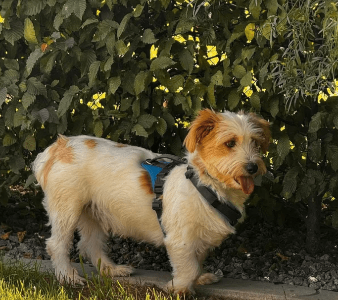 2025 08 15 09 11 41 zauberhafter quirin ♥️ auf der suche nach dem glück in bayern maxhütte haidhof