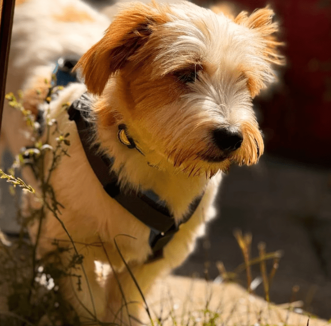 2025 08 15 09 11 48 zauberhafter quirin ♥️ auf der suche nach dem glück in bayern maxhütte haidhof