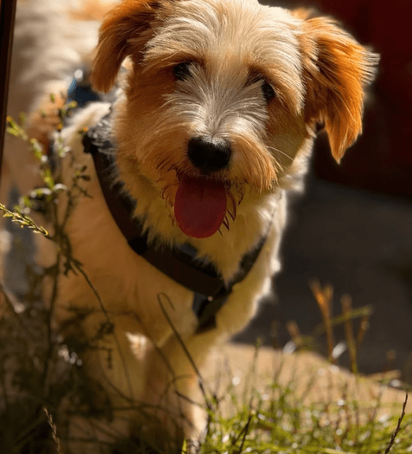 2025 08 15 09 12 04 zauberhafter quirin ♥️ auf der suche nach dem glück in bayern maxhütte haidhof