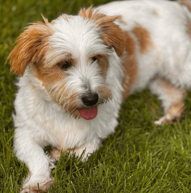 2025 08 15 09 12 16 zauberhafter quirin ♥️ auf der suche nach dem glück in bayern maxhütte haidhof