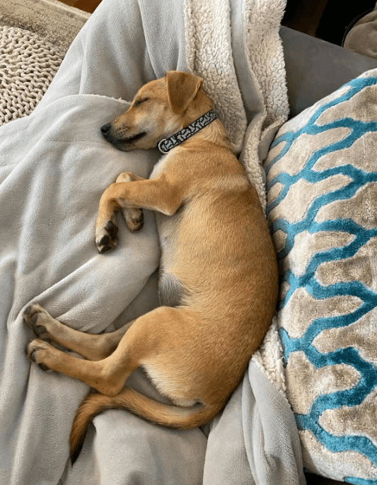 2025 08 15 09 21 31 bonnie ❤️ kleine schmusemaus auf vier pfoten in rheinland pfalz bullay misch