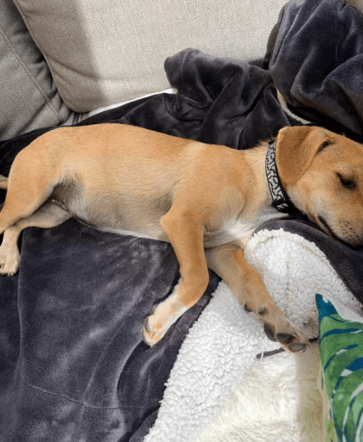 2025 08 15 09 21 39 bonnie ❤️ kleine schmusemaus auf vier pfoten in rheinland pfalz bullay misch