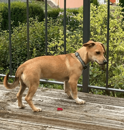 2025 08 15 09 21 44 bonnie ❤️ kleine schmusemaus auf vier pfoten in rheinland pfalz bullay misch