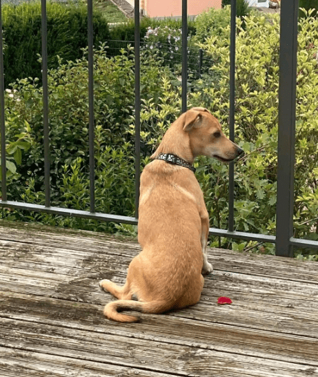 2025 08 15 09 21 49 bonnie ❤️ kleine schmusemaus auf vier pfoten in rheinland pfalz bullay misch