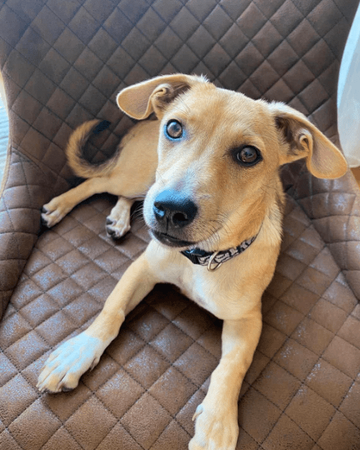 2025 08 15 09 21 53 bonnie ❤️ kleine schmusemaus auf vier pfoten in rheinland pfalz bullay misch