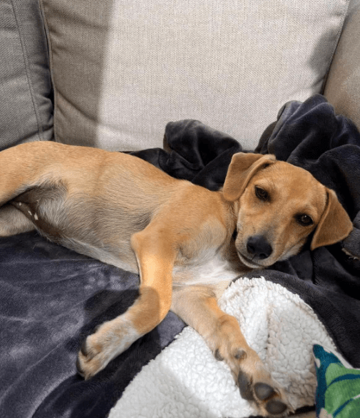 2025 08 15 09 21 59 bonnie ❤️ kleine schmusemaus auf vier pfoten in rheinland pfalz bullay misch