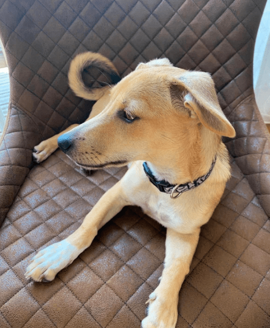 2025 08 15 09 22 05 bonnie ❤️ kleine schmusemaus auf vier pfoten in rheinland pfalz bullay misch