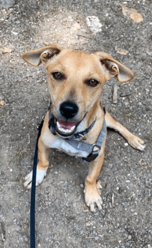 2025 08 15 09 22 11 bonnie ❤️ kleine schmusemaus auf vier pfoten in rheinland pfalz bullay misch