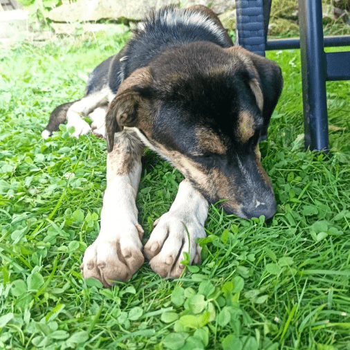 2025 08 19 14 44 59 yente ❤️ kuschelqueen mit köpfchen sucht ihr königreich in thüringen bad lange