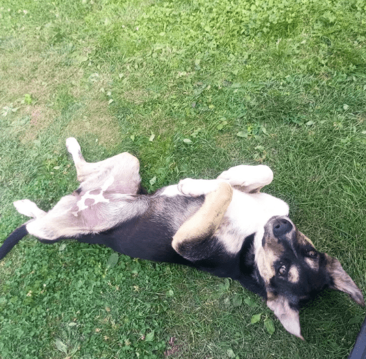 2025 08 19 14 45 09 yente ❤️ kuschelqueen mit köpfchen sucht ihr königreich in thüringen bad lange