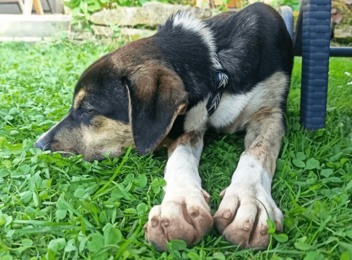 2025 08 19 14 45 13 yente ❤️ kuschelqueen mit köpfchen sucht ihr königreich in thüringen bad lange