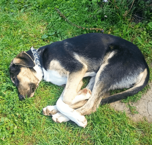 2025 08 19 14 45 18 yente ❤️ kuschelqueen mit köpfchen sucht ihr königreich in thüringen bad lange
