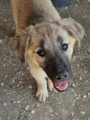 Levi