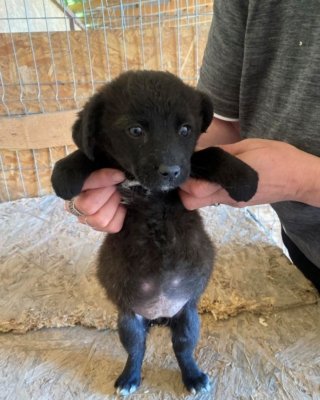 Inu