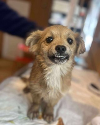 Kiba