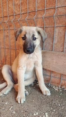 Levi