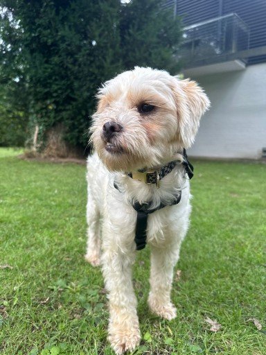 Img 20250729 wa0188 copy 384x512