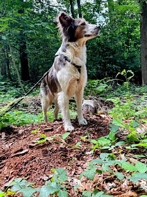 Img 2025 07 29 081722