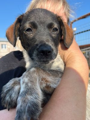Juno