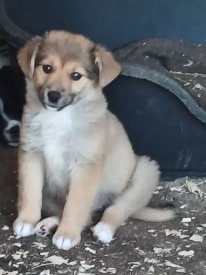 Leni
